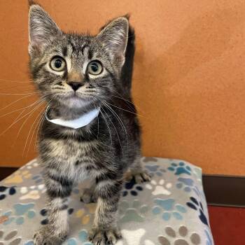 Petey -  Domestic Short Hair Cat for Adoption in Rochester, Minnesota - Petey | PetCurious
