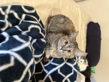 Rescue Tabby and Tortoiseshell Cats for Adoption in Fresno, California - Abby | PetCurious
