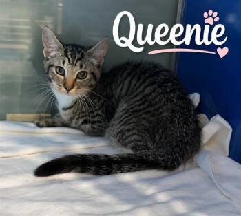 QUEENIE -  Domestic Short Hair Cat for Adoption in Westminster, Maryland - QUEENIE | PetCurious