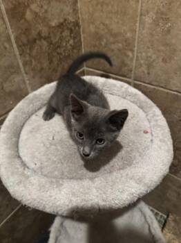 Jack -  Domestic Short Hair Cat for Adoption in Mustang, Oklahoma - Jack | PetCurious