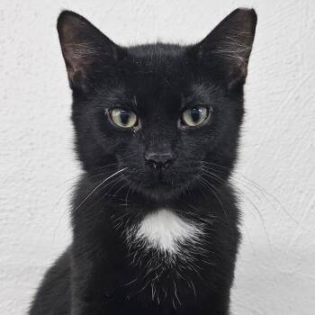 Domestic Short Hair Cats Available for Adoption - Toast | PetCurious