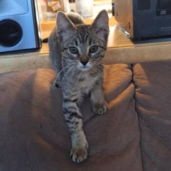 Reign -  American Shorthair Cat for Adoption in Grantsville, Utah - Reign | PetCurious