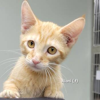 Alani -  Domestic Short Hair Cat for Adoption in Mazon, Illinois - Alani | PetCurious