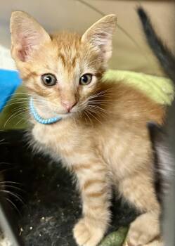 Rescue American Shorthair and Tabby Cats for Adoption in New Orleans, Louisiana - Ferdinand | PetCurious
