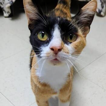 Rescue Domestic Short Hair Cats for Adoption in West Jefferson, Ohio - Emilie | PetCurious