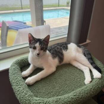 Jasper - professional cuddle bug -  Tabby Cat for Adoption in Wimauma, Florida - Jasper - Professional Cuddle Bug | PetCurious