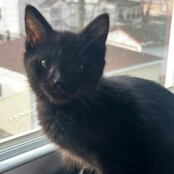 Domestic Short Hair Cats Available for Adoption - Trouble | PetCurious