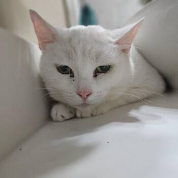 Pria -  Domestic Short Hair and Mixed Breed Cat for Adoption in Jasper, Indiana - Pria | PetCurious