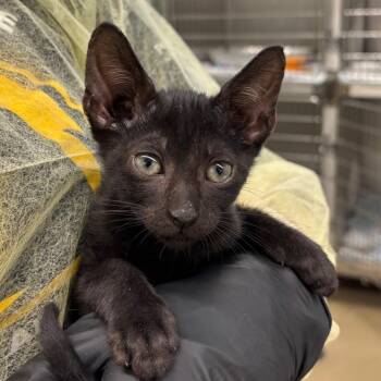 Anchorage -  Domestic Short Hair Cat for Adoption in West Palm Beach, Florida - Anchorage | PetCurious