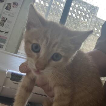 Todd (COH-A-67629) -  Domestic Short Hair Cat for Adoption in Volcano, Hawaii - Todd (COH-A-67629) | PetCurious