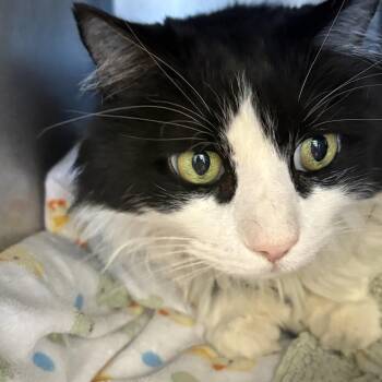 Taco -  Domestic Long Hair Cat for Adoption in Grass Valley, California - Taco | PetCurious