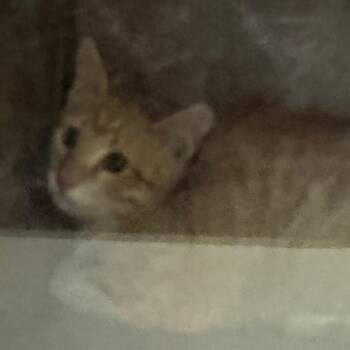 Bow -  Domestic Short Hair Cat for Adoption in Lakewood, Colorado - Bow | PetCurious