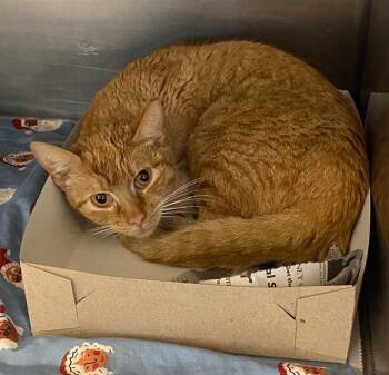 Domestic Short Hair Cats Available for Adoption in San Antonio, Texas - MAMI | PetCurious