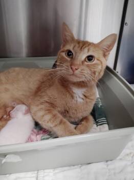 Domestic Short Hair Cats Available for Adoption in Republic, Missouri - Chicken Runner | PetCurious