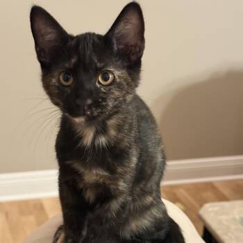 Serena -  Domestic Short Hair Cat for Adoption in Folsom, Louisiana - Serena | PetCurious