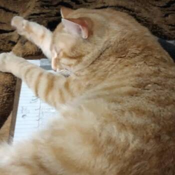 Spud -  Domestic Short Hair Cat for Adoption in Gainesville, Florida - Spud | PetCurious