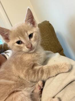 Domestic Short Hair Cats Available for Adoption in Powdersville, South Carolina - Ranger | PetCurious