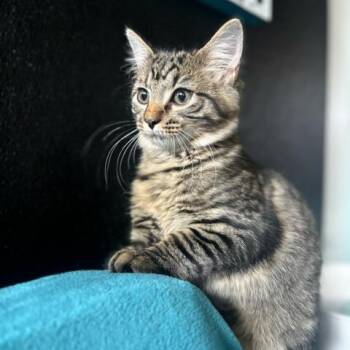 Rescue Domestic Long Hair Cats for Adoption in Stokesdale, North Carolina - Bramble | PetCurious