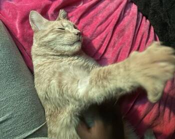 Rescue Domestic Short Hair Cats for Adoption in Melrose, Massachusetts - Twin | PetCurious