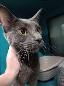 Koe -  Domestic Short Hair Cat for Adoption in Dayton, Ohio - Koe | PetCurious