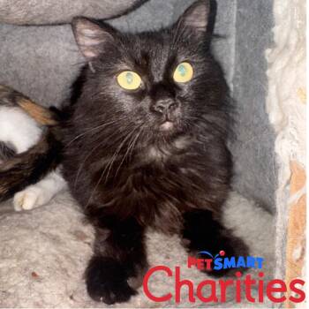 Olive -  Domestic Medium Hair Cat for Adoption in St. Helena, California - Olive | PetCurious