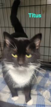 Tuxedo Cats Available for Adoption - Titus | PetCurious