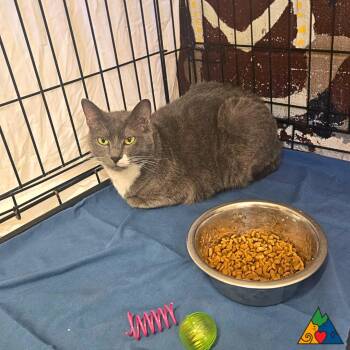 Rescue Domestic Short Hair Cats for Adoption in Douglas, Wyoming - Ashe | PetCurious