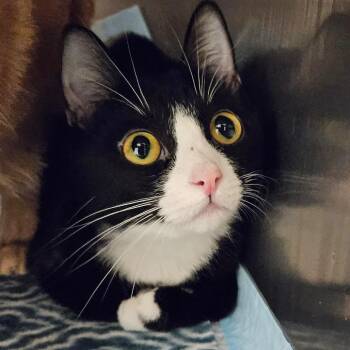 Little Lady -  Domestic Short Hair Cat for Adoption in Bentonville, Arkansas - Little Lady | PetCurious