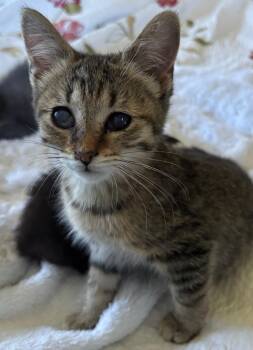 Rescue Domestic Short Hair Cats for Adoption in Honeoye, New York - Livianna | PetCurious