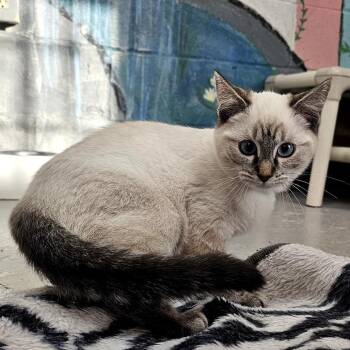 Siamese Cats Available for Adoption - Mochi | PetCurious