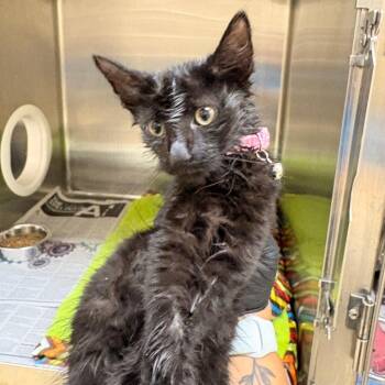 Jets (pink) -  Domestic Short Hair Cat for Adoption in Winston-salem, North Carolina - Jets (pink) | PetCurious