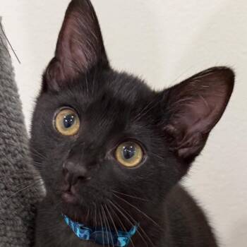 Miney -  Domestic Short Hair Cat for Adoption in Tuscaloosa, Alabama - Miney | PetCurious
