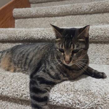 Asami -  Domestic Short Hair Cat for Adoption in Des Moines, Iowa - Asami | PetCurious