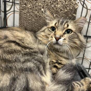 Felixir -  Domestic Long Hair Cat for Adoption in Mokena, Illinois - Felixir | PetCurious