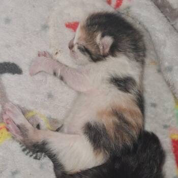 Domestic Short Hair Cats Available for Adoption - Noelle | PetCurious