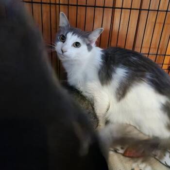 Rescue Domestic Short Hair Cats for Adoption in Rocky Mount, Virginia - Fleece | PetCurious
