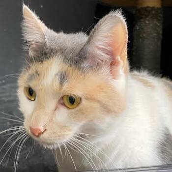 American Shorthair Cats Available for Adoption in Blue Earth, Minnesota - Penelope | PetCurious