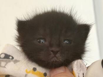 Pip -  Domestic Short Hair Cat for Adoption in Rocklin, California - Pip | PetCurious
