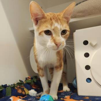 Thomas -  Domestic Short Hair Cat for Adoption in Bentonville, Arkansas - Thomas | PetCurious