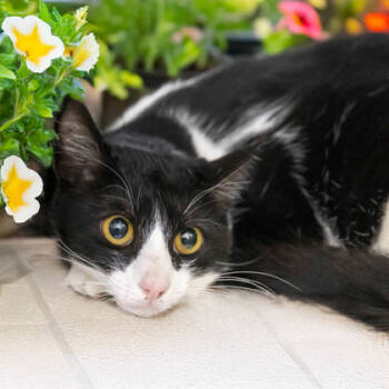 Rescue Domestic Short Hair Cats for Adoption in Camano, Washington - Bun | PetCurious