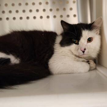 Domestic Medium Hair Cats Available for Adoption - Penguin | PetCurious