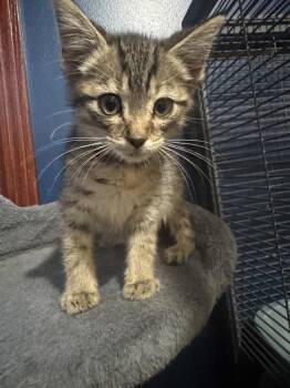 Pineapple -  Domestic Short Hair Cat for Adoption - Pineapple | PetCurious
