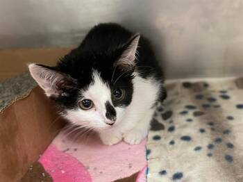 BOO -  Domestic Medium Hair Cat for Adoption in Fort Wayne, Indiana - BOO | PetCurious