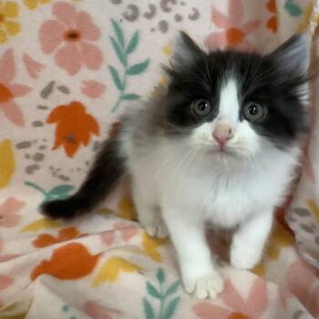 Norwegian Forest Cat and Siberian Cats Available for Adoption in Mount Vernon, Illinois - Jazzy | PetCurious