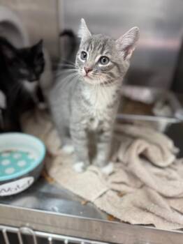 Domestic Short Hair Cats Available for Adoption in Detroit, Michigan - Louie | PetCurious