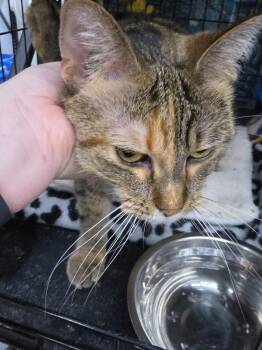 Coca -  Domestic Short Hair Cat for Adoption in St. Cloud, Minnesota - Coca | PetCurious