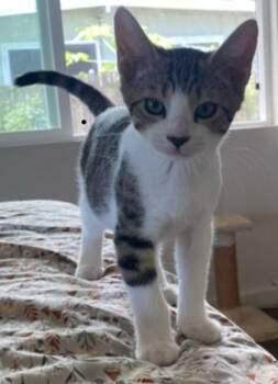 Rescue Domestic Short Hair Cats for Adoption in Honolulu, Hawaii - Habanero | PetCurious