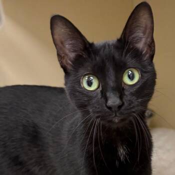Rescue Domestic Short Hair Cats for Adoption in Naperville, Illinois - Silhouette | PetCurious