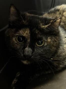 American Shorthair and Domestic Short Hair Cats Available for Adoption - Bugatti | PetCurious