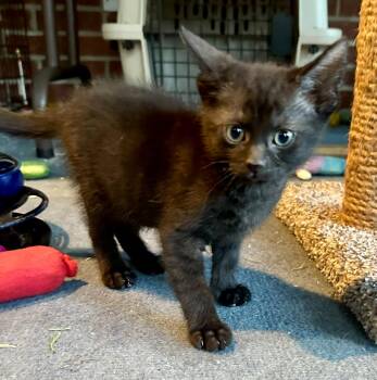 Rescue Domestic Short Hair Cats for Adoption in Franklin, Indiana - Nickle | PetCurious